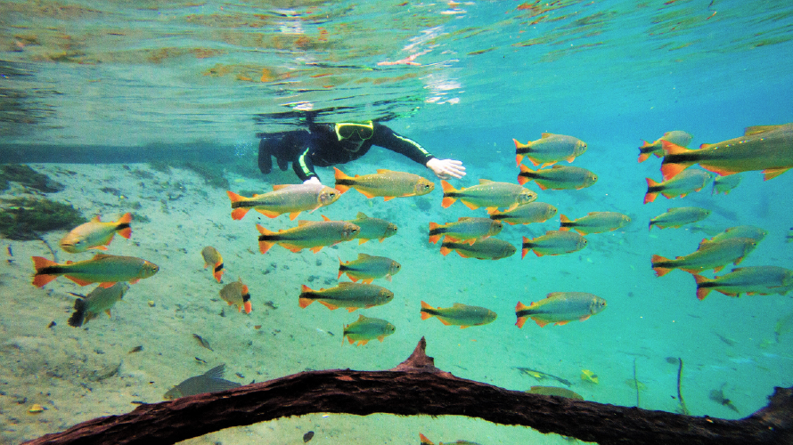 Rio da Prata - Flutuação — Bonito MS Brazil ecotourism tour photo 4