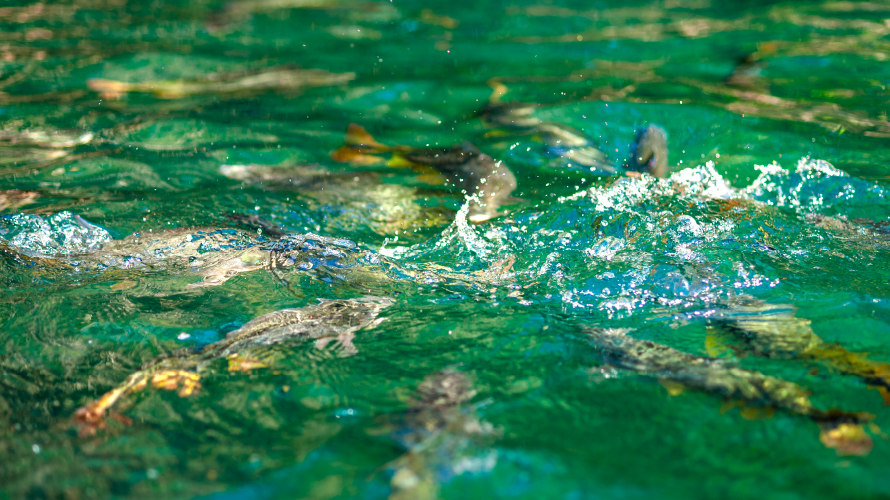 Praia da Figueira - Flutuação e Balneário — Bonito MS Brazil ecotourism tour photo 4